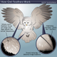 Image for article titled How owls developed stealth technology